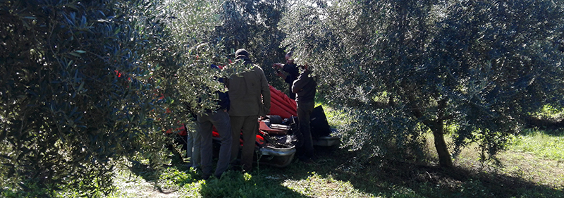 harvesting_equipments_with_aluminium_for_olives_agromelca