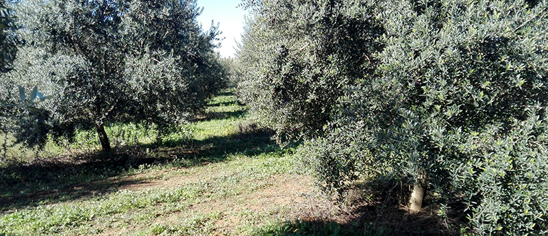 collecting_platforms_for_olives