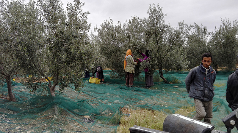 harvesters_for_almonds_and_olives_agromelca